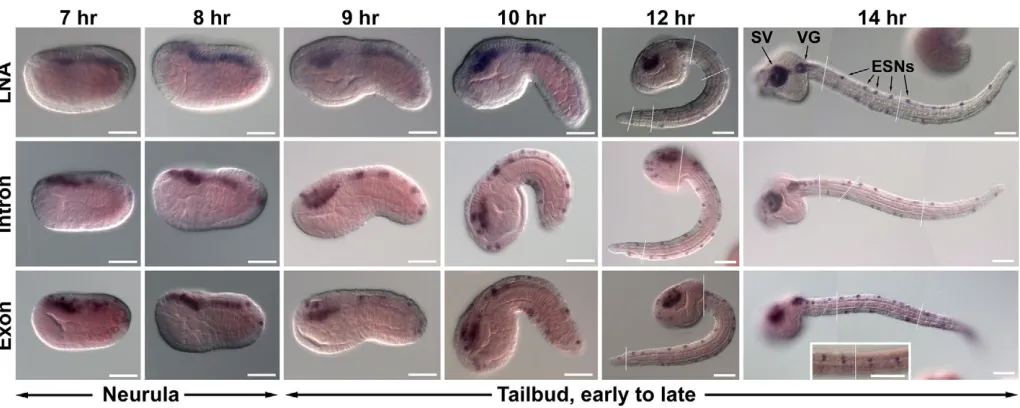Fig. 1. miR-124 is extensively expressed in the Ciona nervous system during development