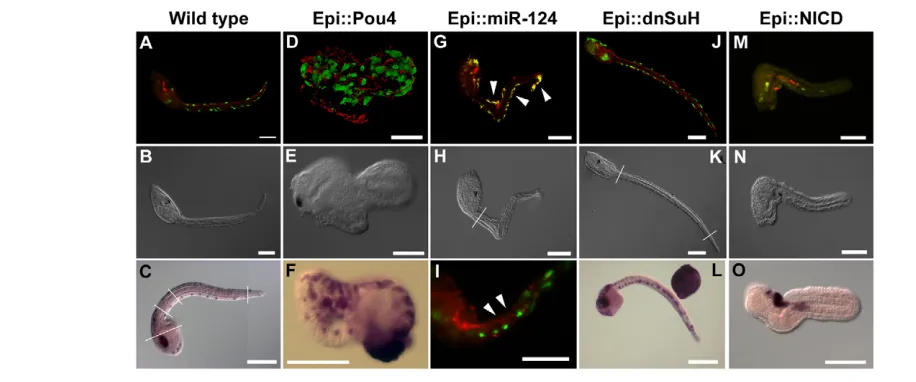 Fig. 2. miR-124 and Notch signaling feedback interaction specifies the Cionahybridizations show that miR-124 and Notch signaling interact to specify the tail midline PNS