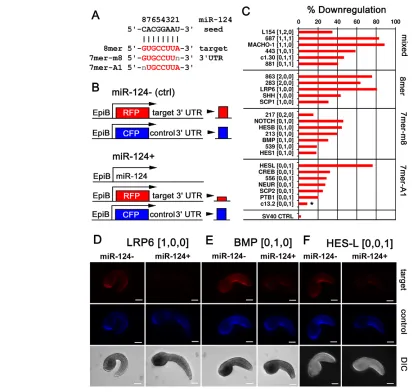 Fig. 3. The presence of a canonical seed site is sufficient for miR-124 target downregulation