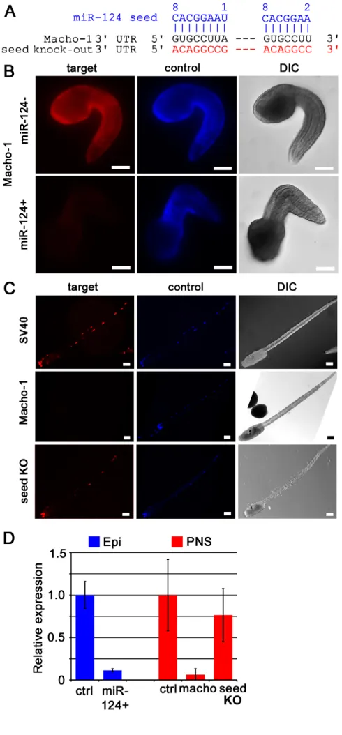 Fig. 5. miR-124 downregulates the muscle specifier Macho-1ESNs; embryos each; Macho-1 sensor expression is almost completely absent compared withthe control (SV40), but is restored when the miR-124 seed sites aremutated (seed KO)
