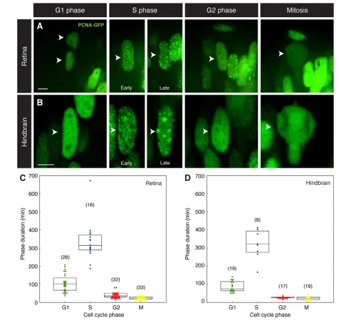 Fig. 1. PCNA-GFP marks cell cycle phases. ((arrowheads). (the differential distribution of PCNA-GFP (arrowheads)