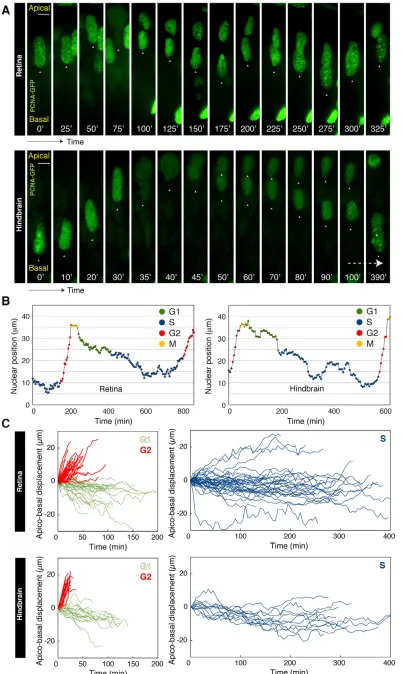 Fig. 2. Modes of nuclearmigration tied to specificcell cycle phases. (A)Time-lapse imaging of zebrafishretinal/hindbrain nucleiexpressing PCNA-GFP