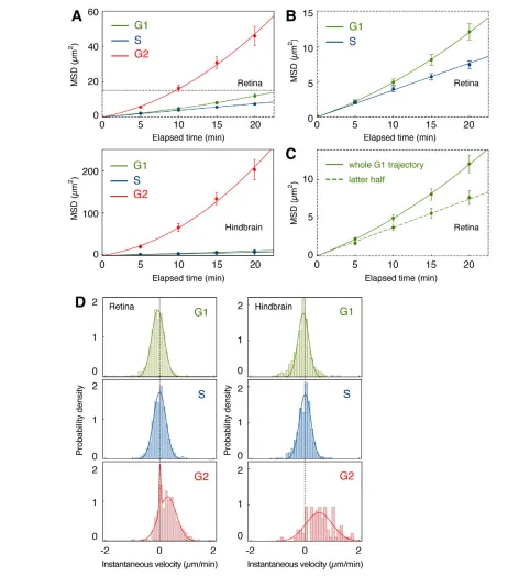 Fig. 3. Quantitative analysis of nuclear motion in retina and hindbrain epithelia. (A)Mean squared displacement (MSD) of zebrafish retina(top) and hindbrain (bottom) nuclei as a function of elapsed time for G1, S and G2 nuclei