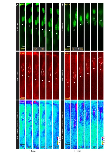 Fig. 4. Temporal relationship of myosin localization with specific cell cycle phases. (Movie 6 showing that MRLC accumulates basally after nuclei have entered G2 and separately for the cytokinetic furrow