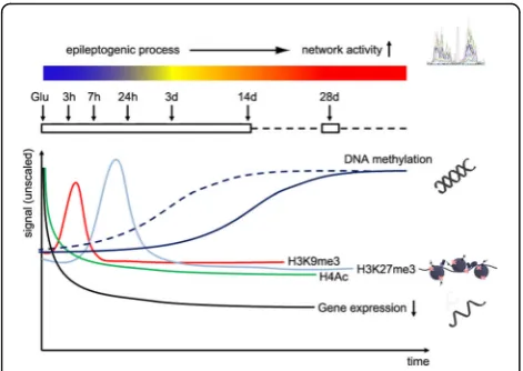 Fig. 7 Molecular pathogenic model of gene repression in epileptogenesis.different epigenetic mechanisms including locus-specific loss ofhistone acetylation (green), transient increase in H3K9 (H3K27 trimethylation (at respective gene promoters (The present