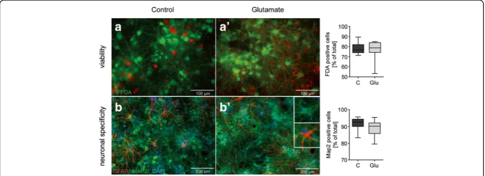 Fig. 2 Effect of glutamate treatment on cell viability, morphology and specificity using bright field and fluorescence microscopy.double-staining of neuronal culture based on differential uptake of PI and FDA 4 weeks after treatment