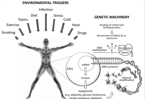 Figure 1 The mechanisms that underlie observations of gene × environment interactions made in epidemiological studies (or gene ×treatment interactions in clinical trials) likely involve a combination of epigenetic and transcriptional modifications