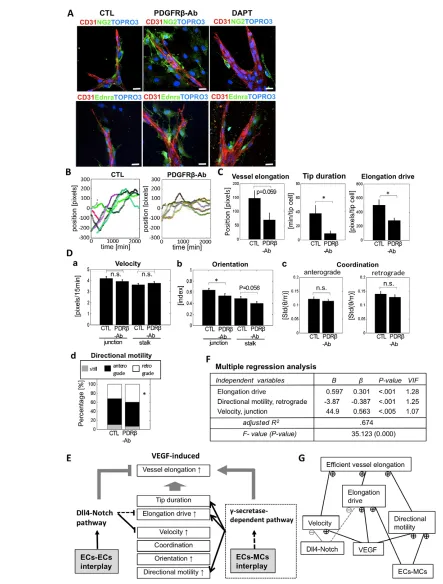 Fig. 7. Molecular and cellular mechanisms for vessel elongation by EC-EC and EC-MC interactions