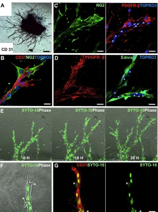 Fig. 1. Establishment of EC-tracking system inmurine aortic ring assay.were only faintly stained by SYTO dyes whencompared with those in ECs