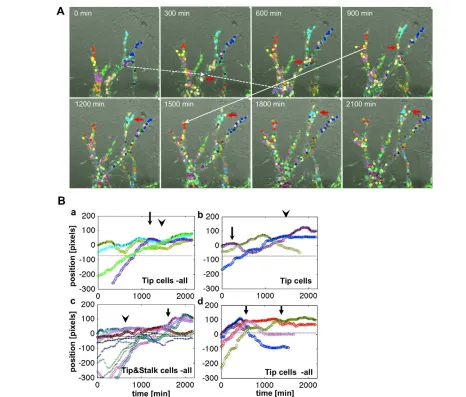 Fig. 2. Time-lapse live imaging and computational analysis reveals complexity of EC behaviors during in vitro angiogenesis