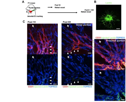 Fig. 4. Identification of ‘cell-mixing’ phenomenon during murine retinal angiogenesis in vivo