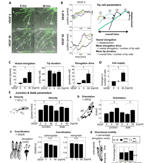 Fig. 5. Quantification of EC behaviors driving VEGF-induced angiogenic morphogenesis. (different from VEGF 0 ng/ml)