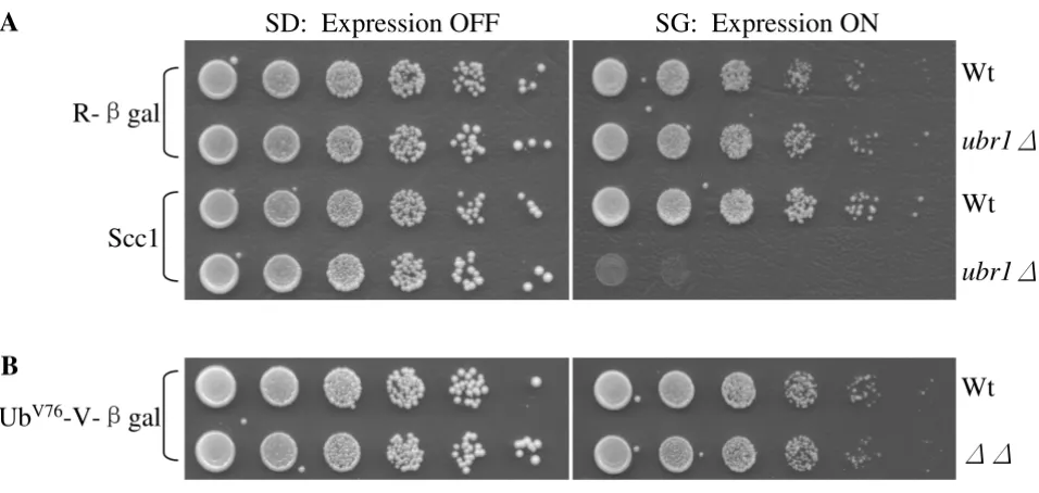 Figure 1Accumulation of some proteasomal substrates leads to slower cell growthfor two to four days