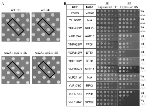 Figure 2rad23 dsk2 type cellsby a galactose inducible Gal1 promoter was transformed separately into wild-type Y8835 and Transformants were grown on media containing either glucose (SD, expression off) or galactose (SG, expression on)