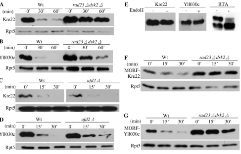Figure 3Kre22 and YLL030C are degraded by a Rad23/Dsk2-dependent pathwaythe addition of galactose