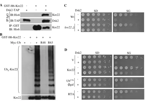 Figure 6The interactions between Kre22 and Dsk2identities of these substrates and the plasmid for not two other proteasomal substrates RTA and Ubspotting assay was done as described above