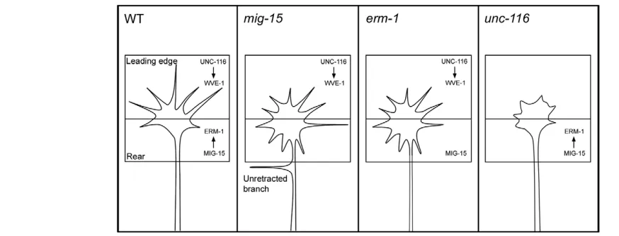Fig. 8. Model in which UNC-116–WVE-1 and MIG-15–ERM-1 complementarily regulate growth cone polarity