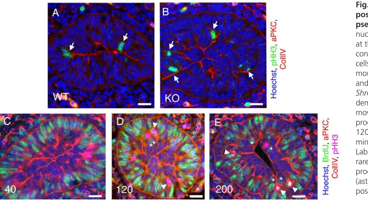 Fig. 8. Shroom3 is required forpostmitotic cells to re-establish amouse. (nuclei (pHH3, green; arrows) are locatedat the luminal surface (aPKC, red) of WTcontrols, but beneath rounded centralcells in the pseudostratified shape