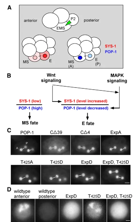 Fig. 1. The POP-1 C-terminal domain is required for nuclear A-Pshown. (D)Higher magnification view of GFP fluorescence in typicalwild-type anterior and posterior nuclei, compared with typical nucleifrom the three indicated GFP-tagged POP-1 variants