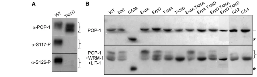 Fig. 2. The POP-1 C-terminal domain is required for LIT-1/WRM-1-mediated phosphorylation