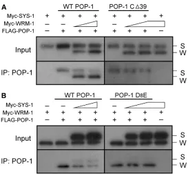 Fig. 4. Binding of SYS-1 and WRM-1 to POP-1 are mutuallyinhibitory. HeLa cells were co-transfected with plasmids