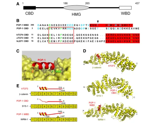 Fig. 5. POP-1/WRM-1 binding resembles TCF/residue number. (terminal -catenin and POP-1/SYS-1 binding