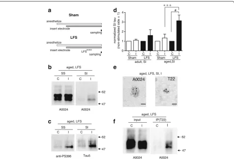 Fig. 1 LFS-induced and age-dependent oligomerization of tau in wild-type mouse hippocampus.the LFS group, 1800 electrical pulses at 1 Hz were applied to one side of the hippocampus (Schaffer a Experimental schedules used in this study