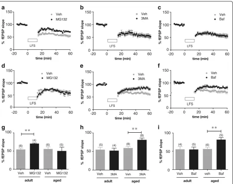 Fig. 2 Age-dependent alteration of protein degradation mechanisms that support LTD formation