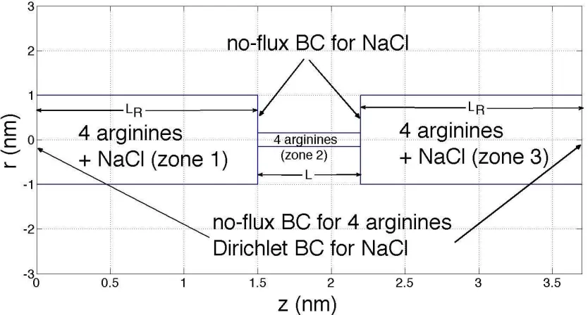 Figure 1. Geometric configuration of the model including the attachments of arginines to the S4 segment