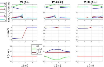 Figure 5. The four panels on the top row are species concentration distributions at t=0, 13, 148, for the case of large depolarization with V rising from -90mV to -8mV at t=10, holding on till t=150, and dropping back to -90mV