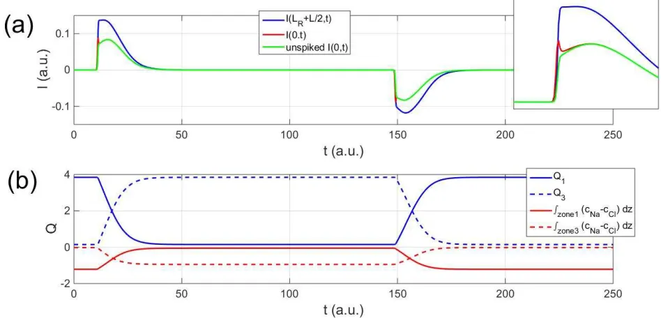 Figure 6. The four panels on the top row are species concentration distributions at t=0, 13, 148, for the case of large depolarization with V rising from -90mV to -50mV at t=10, holding on till t=150, and dropping back to -90mV