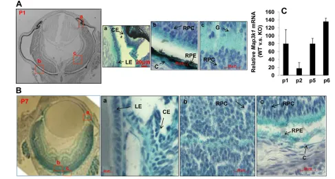 Fig. 1. MAP3K1 expression in the developing eye. (A,B)Eyes isolated from the Map3k1+/DKD mice at (A) P1 and (B) P7 were subjected to wholemount X-gal staining and the histological sections were examined and photographed under a microscope