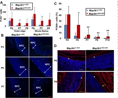 Table 1. PCNA-positive cells in the developing retina