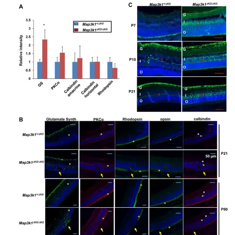 Fig. 7. MAP3K1 inhibits Müller glial cell proliferation. (A,B) Eyes isolated fromasterisks) and amacrine (white asterisks)], anti-rhodopsin (green; rods) and anti-opsin (green; cone) staining taken under fluorescent microscopy.Nuclei were stained by DAPI (