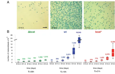 Fig. 4. b100E14.5 embryos. Note that melanoblasts are less abundant in both -Catenin activity affects melanoblast production