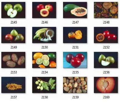 Figure 5: Example of Batik Dataset 