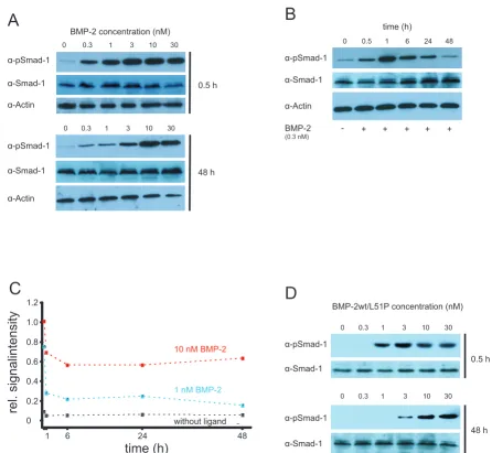 Figure 6SMAD phosphorylationas loading control. time-dependent phosphorylation levels of SMAD-1 without ligand or induced by BMP2 at the indicated concentrations