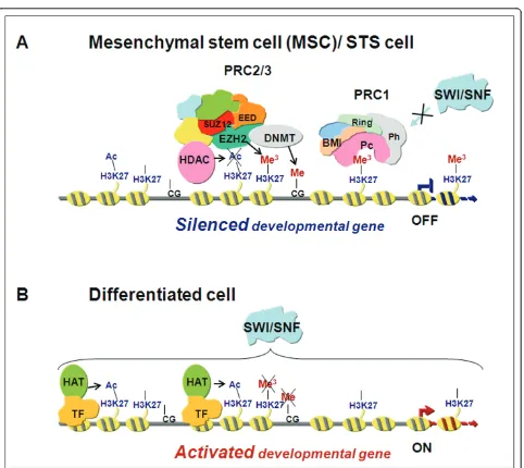 Figure 1 Schematic representation of transcriptional gene repression by enhancer of zeste homolog 2 (EZH2)stem cell or in a soft tissue sarcoma (STS) cell, EZH2 interacts with suppressor of zeste 12 (SUZ12) and embryonic ectoderm development (EED),the othe