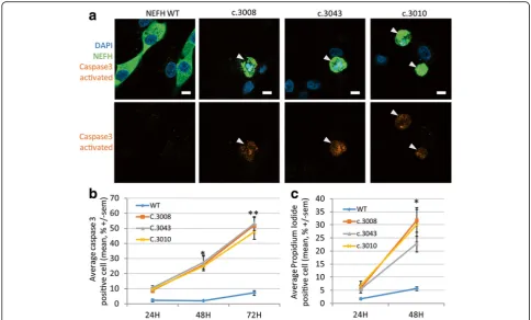 Fig. 5 NEFH mutations trigger caspase 3 dependent death in vitro.of the percentage of propidium iodide permeable cells