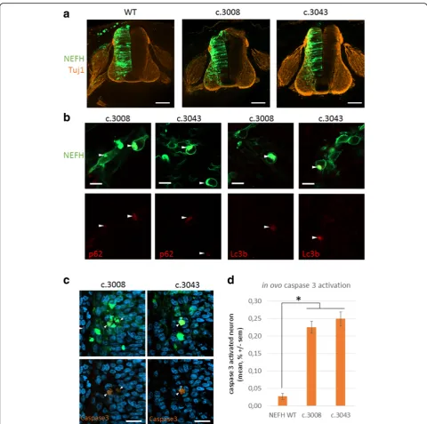 Fig. 7 mutant NEFH aggregate in ovo and trigger apoptosis. a confocal images of chick embryo spinal cord cryosection after in ovo electroporation.