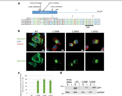 Fig. 2 NEFH mutations cause protein aggregation in SH-EP.presenting the Cryptic Amyloidogenic Element translation and their differences