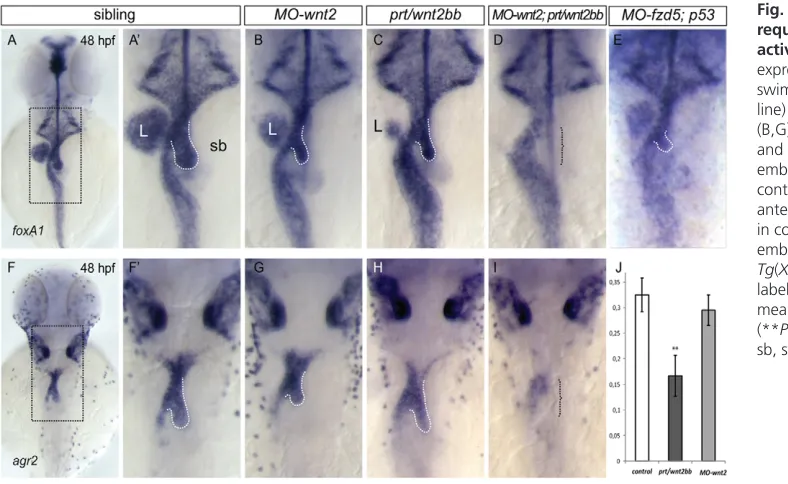 Fig. 7. Wnt2 and Wnt2bb regulate development of foregut-derived organs. Schematic summarizing phenotypic changes of liver, pancreasand swim bladder formation due to elevated or reduced Wnt2 and Wnt2bb signalling