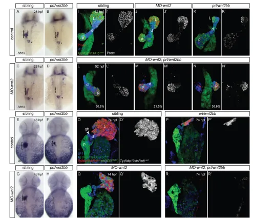 Fig. 2. Wnt2 compensates for loss of Wnt2bb function in prt/wnt2bb (wnt2;prt/wnt2bb(L-Nabsence in at 48 hpf (E-H) shows a reduction of liver progenitors (bracket) in embryos lacking either Tgmutants