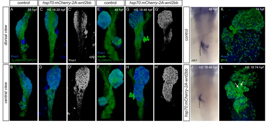 Table 2. Quantification of wnt2bb overexpression phenotypes