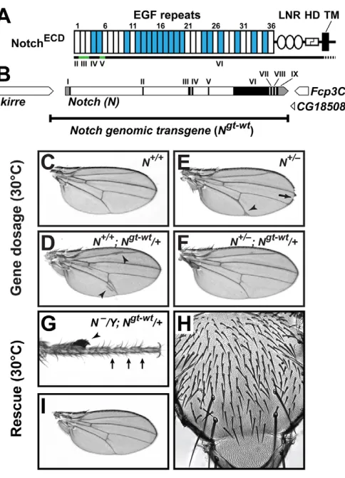 Fig. S3B in the supplementary material). No shortening of the legs