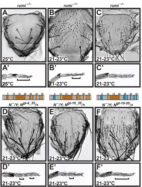 Fig. 3. Oleg phenotypes of flies homozygous for the protein-null alleleN21-23abnormalities that recapitulate -glucose mutations in Notch cause bristle loss and legrumi mutations