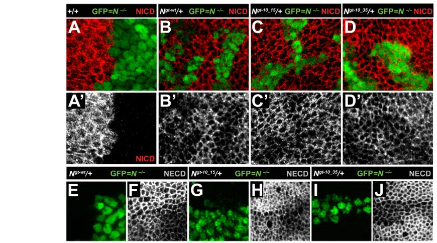 Fig. 6. O(F)mutations in EGF10-15 (C,C-glucose mutations do not alter the level of Notch expression or its traffic to the cell surface