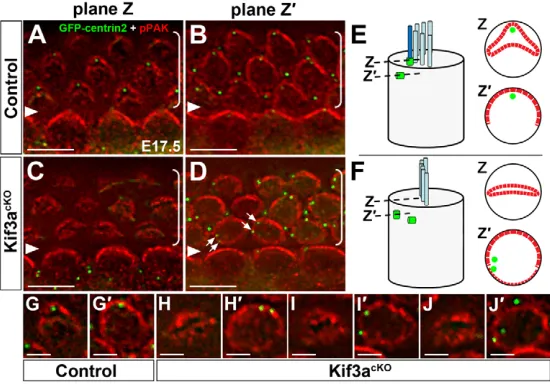 Fig. 6. Abnormal phospho-PAK localization correlateswith centriole defects in Kif3acontrol (G,Gsections showing pPAK localization (red) and centriole (green,GFP-centrin2) location at plane Z (G,H,I,J) and ZcKO hair cells