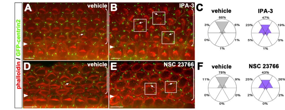 Fig. 7. Rac-PAK signaling regulates hair cell-centriole positioning. ((treated with vehicle (shaded gray, bars: 5A,B)Cochlear explants treated with vehicle (A) or 10M IPA-3 (B)