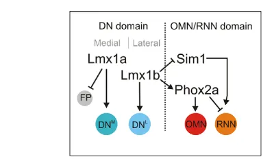 Fig. 7. Model outlining specific roles for Lmx1a, Lmx1b andPhox2a in the spatiotemporal control of neuronal fatein DN progenitors in the ventral midbrain, and mediate both specificand redundant activities in DN specification